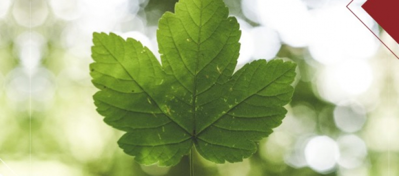 How sustainability can strengthen airline brands